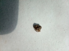 Xysticus cristatus