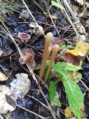 Macrotyphula fistulosa