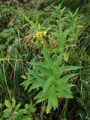 Senecio sarracenicus