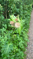 Cirsium oleraceum