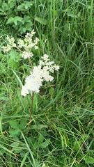 Filipendula