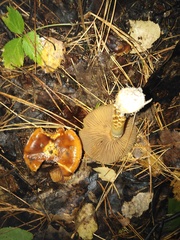 Cortinarius trivialis