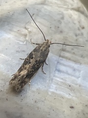 Scrobipalpa ocellatella