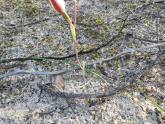 Thelymitra antennifera