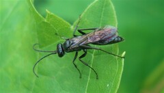 Auplopus carbonarius
