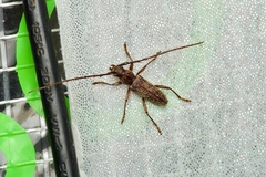 Elaphidion mucronatum