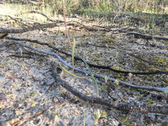 Thelymitra antennifera