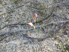Thelymitra antennifera