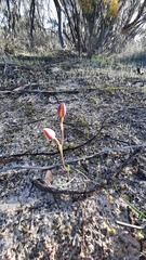 Thelymitra antennifera