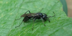 Auplopus carbonarius