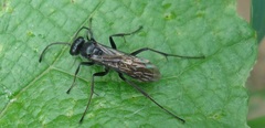 Auplopus carbonarius
