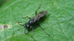 Auplopus carbonarius