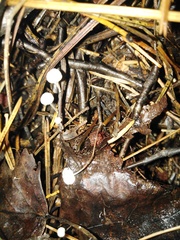 Cystolepiota seminuda