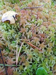 Sphagnum girgensohnii