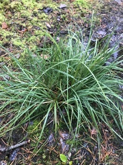 Deschampsia cespitosa