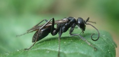 Auplopus carbonarius
