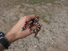 Lampropeltis knoblochi