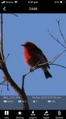 Myzomela sanguinolenta