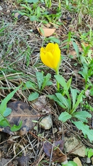 Sternbergia lutea