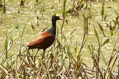Jacana spinosa