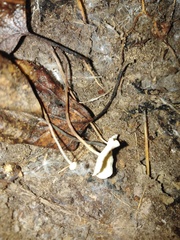 Cystolepiota seminuda