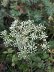 Apioideae
