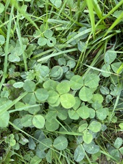 Trifolium