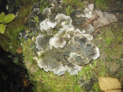 Peltigera polydactylon