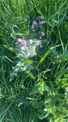Carduus crispus