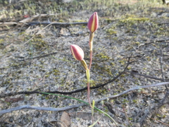 Thelymitra antennifera