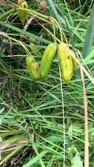 Iris foetidissima