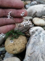Gypsophila