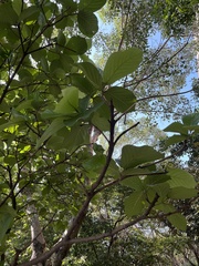 Neonauclea reticulata