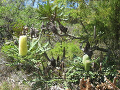 Banksia grandis