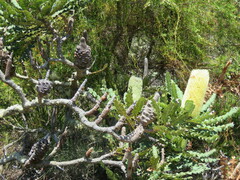 Banksia grandis