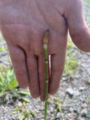 Equisetum