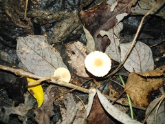 Cystolepiota seminuda