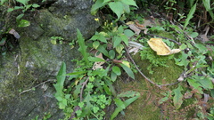 Ixeridium laevigatum