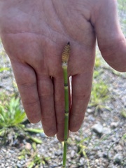 Equisetum