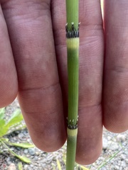 Equisetum