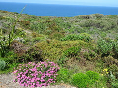 Pimelea rosea