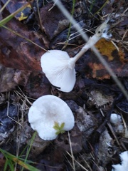 Cantharellula umbonata