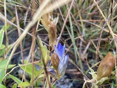 Gentiana calycosa