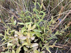 Gentiana calycosa