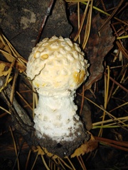 Amanita muscaria