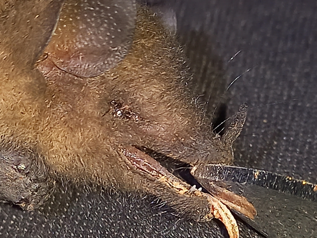 Lesser Long-tailed Bat