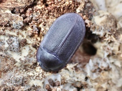 Pterohelaeus