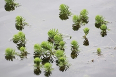 Myriophyllum aquaticum