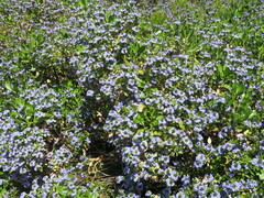 Scaevola nitida