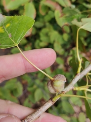 Pemphigus spyrothecae